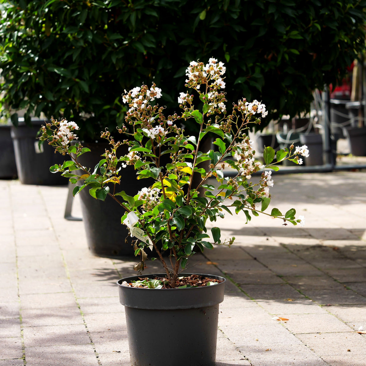 Chinesische Kräuselmyrte 'Nivea' (Lagerstroemia indica)