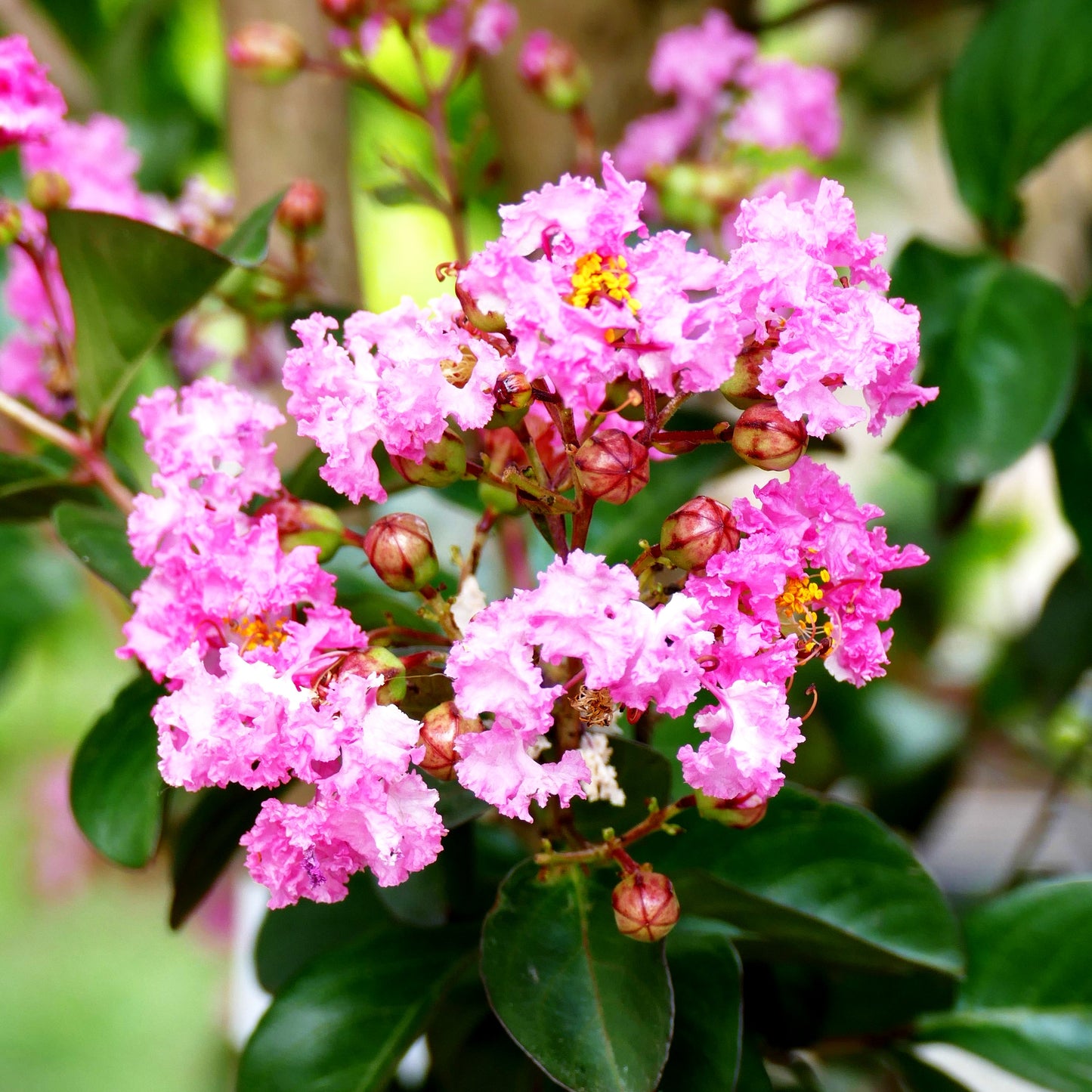 Chinesische Kräuselmyrte 'Rhapsody in Pink' (Lagerstroemia indica)