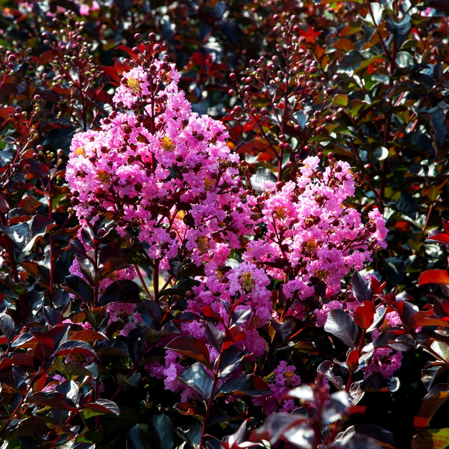 Chinesische Kräuselmyrte 'Rhapsody in Pink' (Lagerstroemia indica)