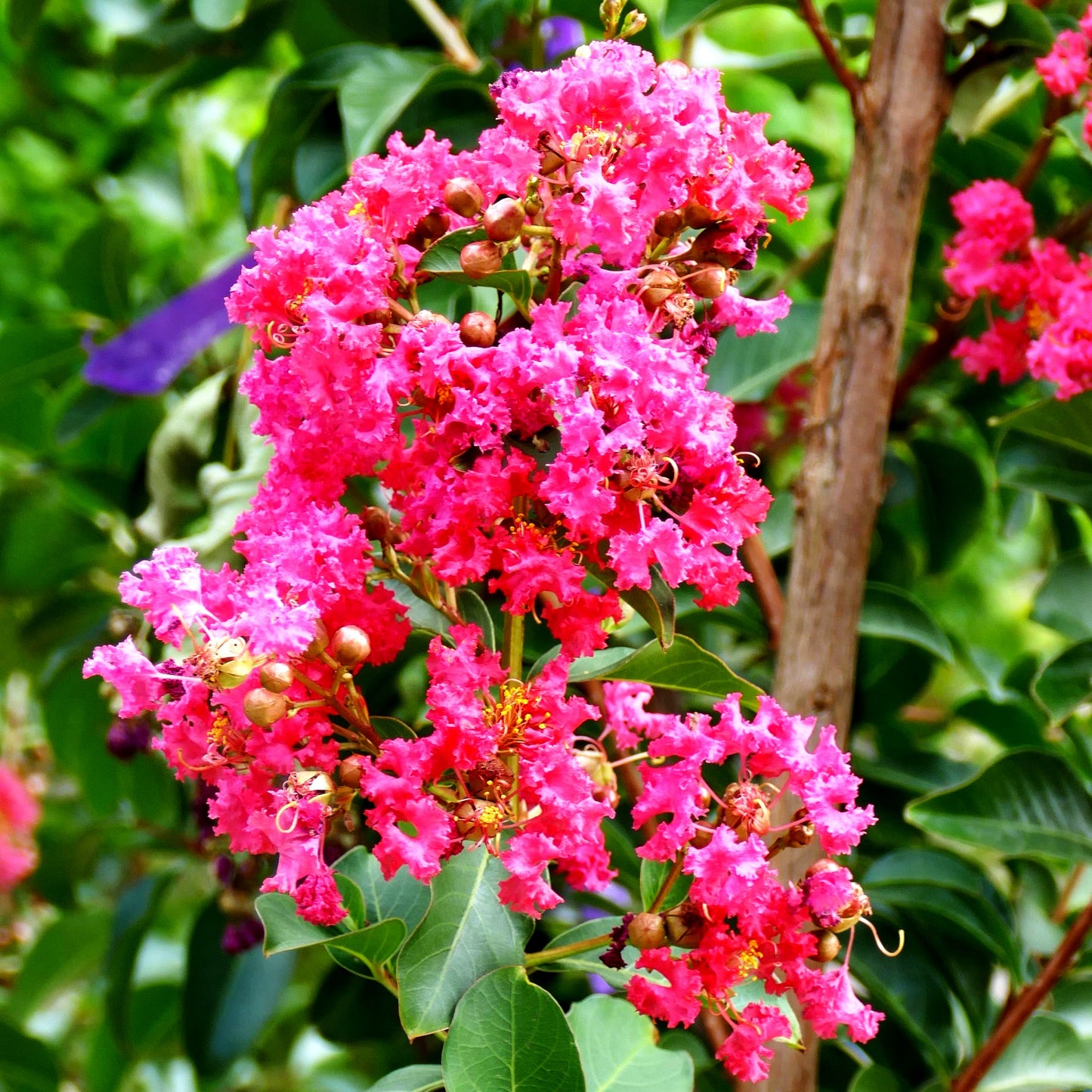 Chinesische Kräuselmyrte 'Tuscarora' (Lagerstroemia indica)