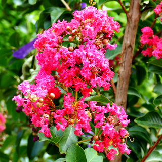 Chinesische Kräuselmyrte 'Tuscarora' (Lagerstroemia indica)