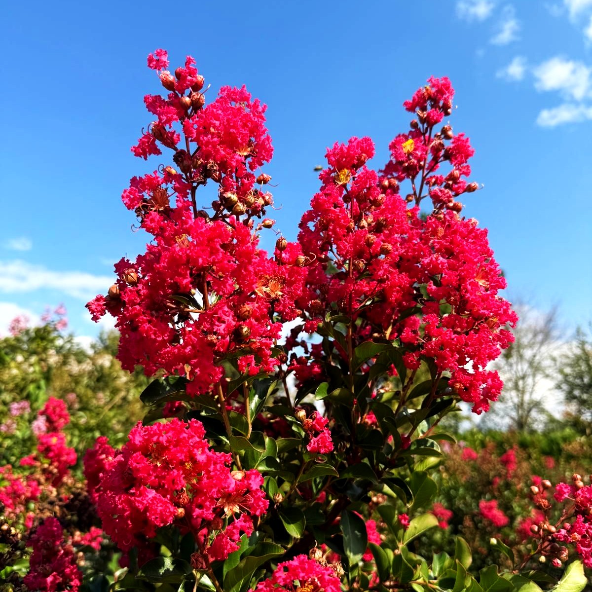 Chinesische Kräuselmyrte 'Tuscarora' (Lagerstroemia indica)
