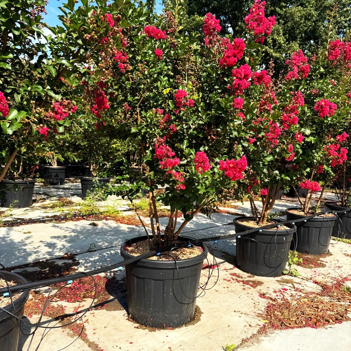 Chinesische Kräuselmyrte 'Tuscarora' (Lagerstroemia indica)