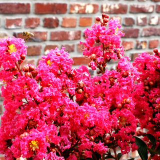 Chinesische Kräuselmyrte 'Tuskegee' (Lagerstroemia indica)