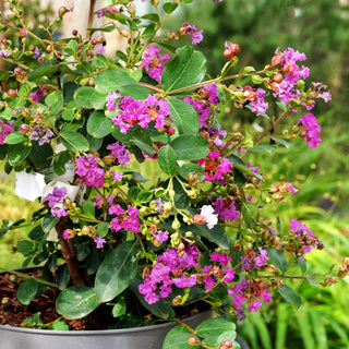 Chinesische Kräuselmyrte 'Violet d´Ete' (Lagerstroemia indica)