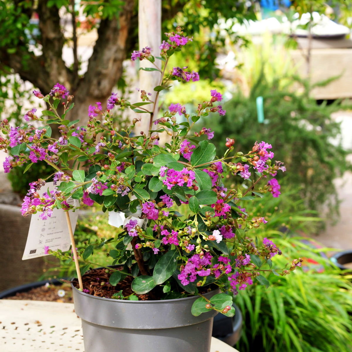 Chinesische Kräuselmyrte 'Violet d´Ete' (Lagerstroemia indica)