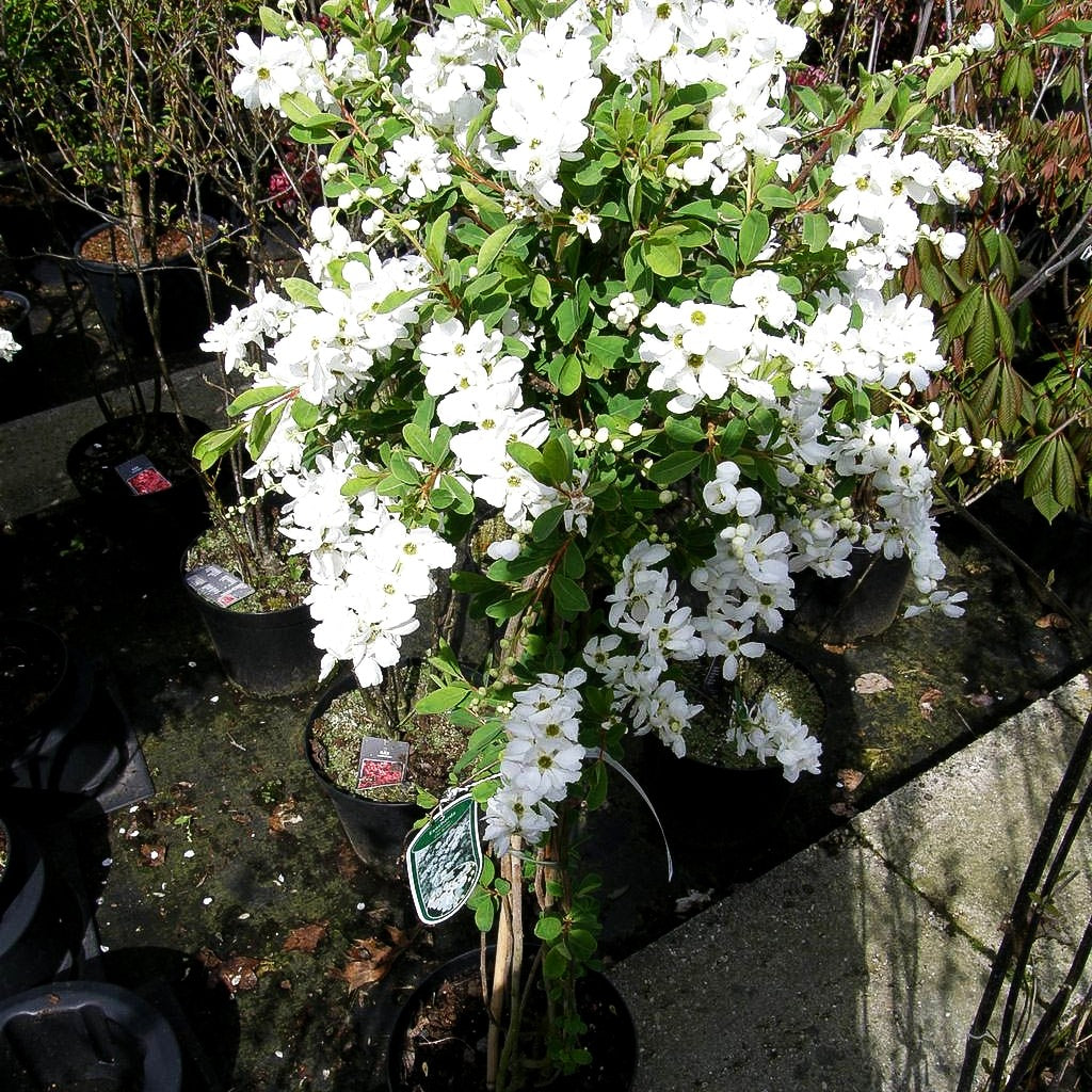 Chinesische Radspiere (Exochorda racemosa)