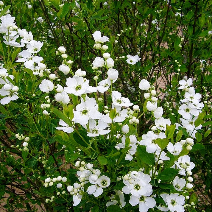 Chinesische Radspiere (Exochorda racemosa)