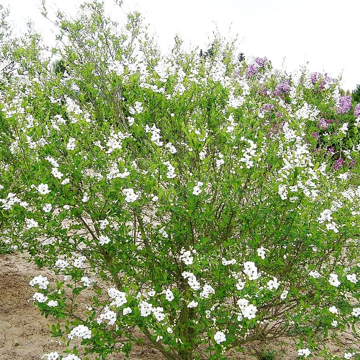 Chinesische Radspiere (Exochorda racemosa)
