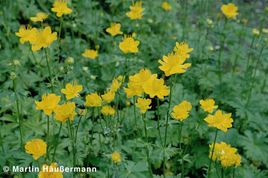 Chinesische Trollblume 'Golden Queen' (Trollius chinensis)