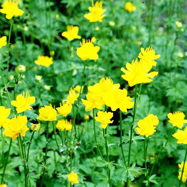 Chinesische Trollblume 'Golden Queen' (Trollius chinensis)