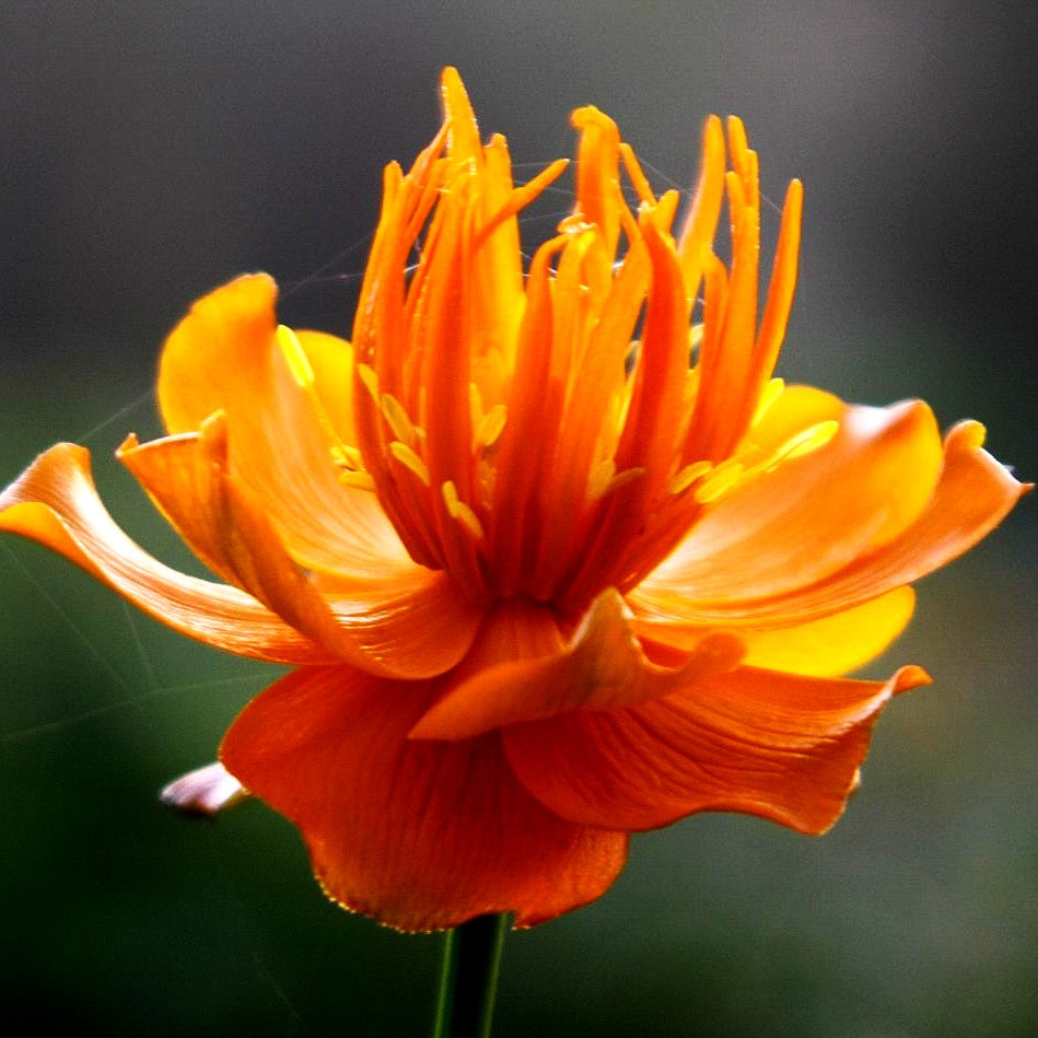 Chinesische Trollblume 'Golden Queen' (Trollius chinensis)