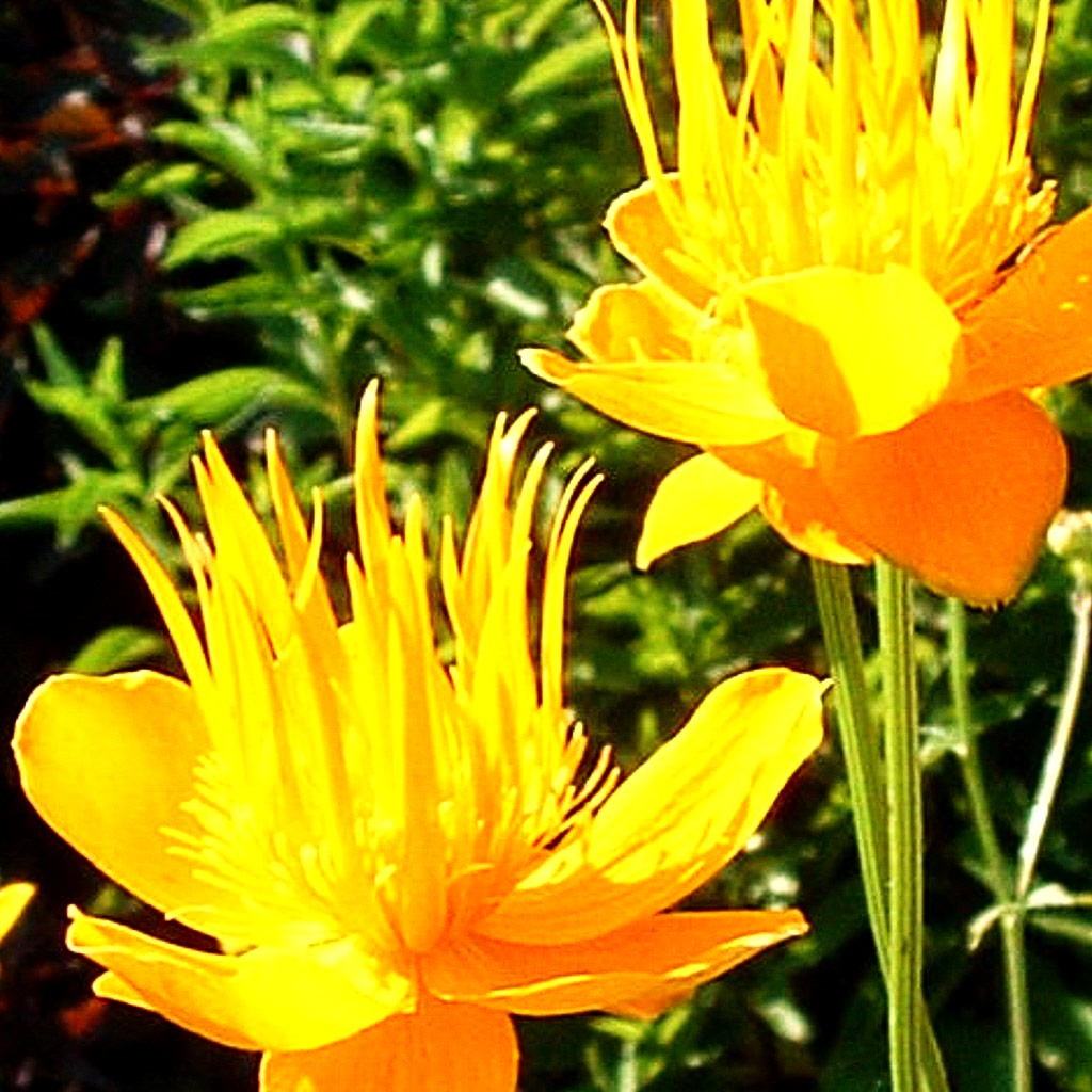 Chinesische Trollblume 'Golden Queen' (Trollius chinensis)