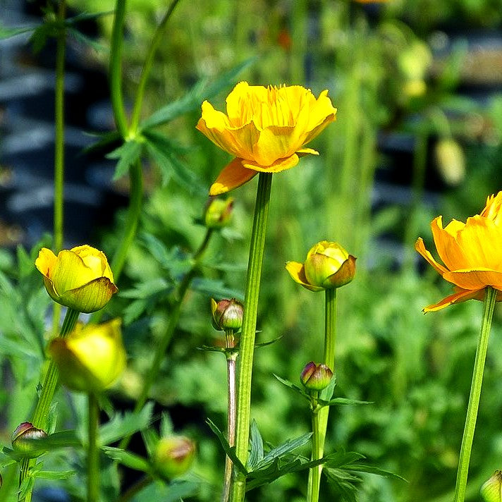 Chinesische Trollblume 'Golden Queen' (Trollius chinensis)