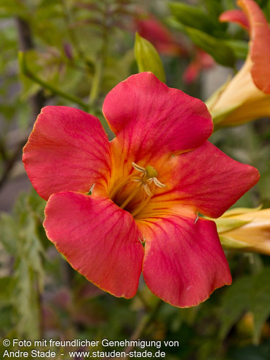Chinesische Trompetenwinde (Campsis grandiflora)
