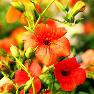 Chinesische Trompetenwinde (Campsis grandiflora)