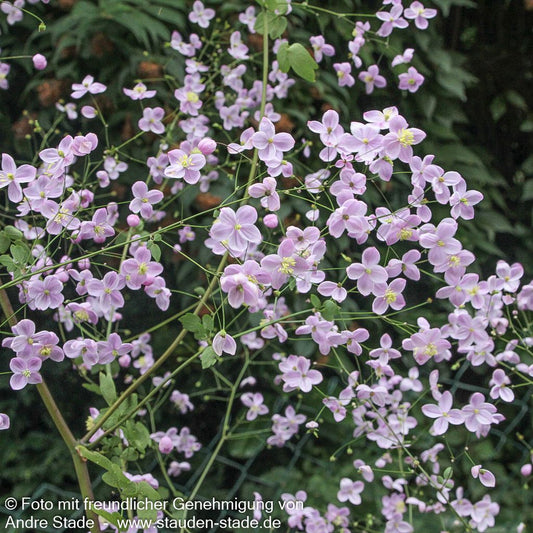 Chinesische Wiesenraute 'Splendide' (Thalictrum delavayi)