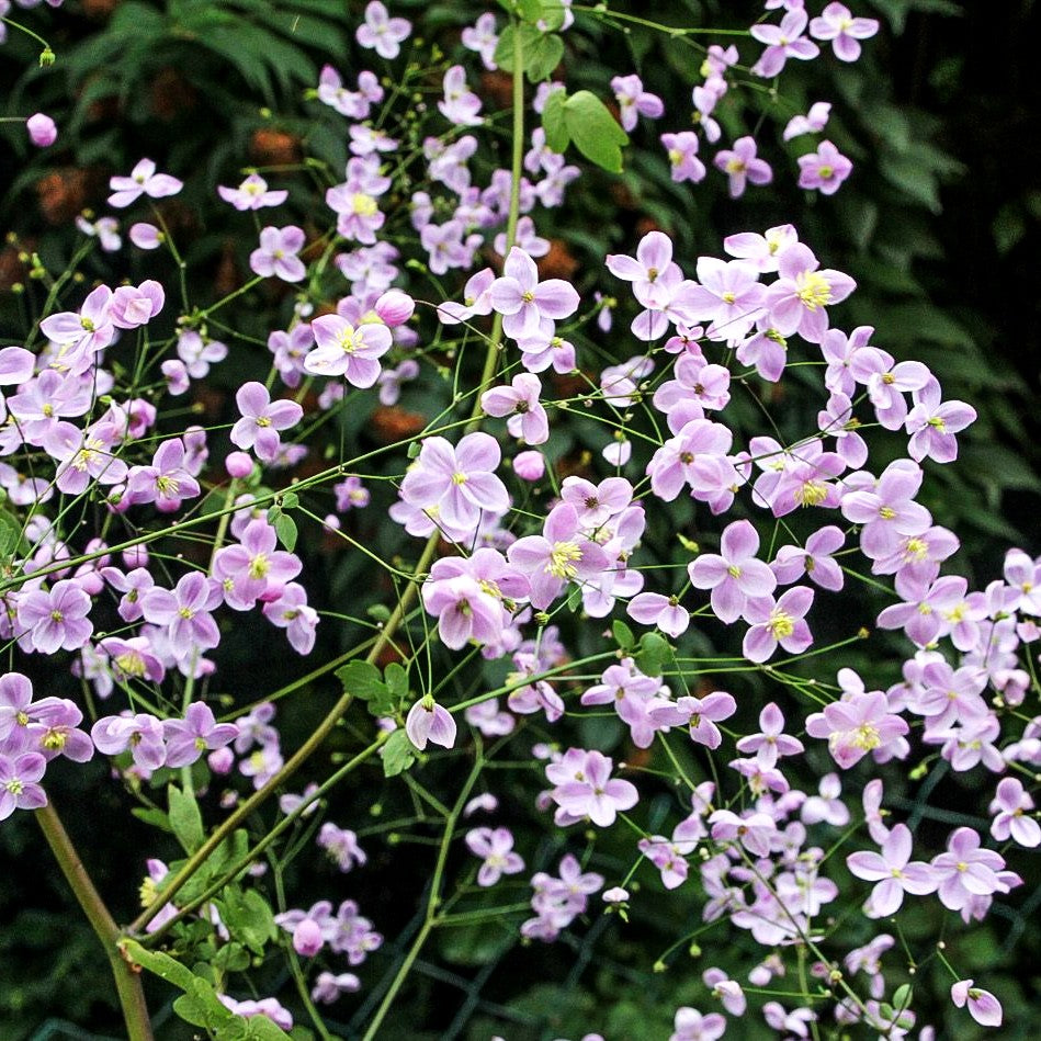Chinesische Wiesenraute 'Splendide' (Thalictrum delavayi)