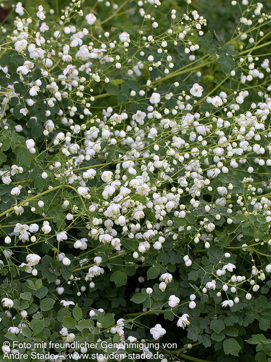 Chinesische Wiesenraute 'Splendide White' (Thalictrum delavayi)