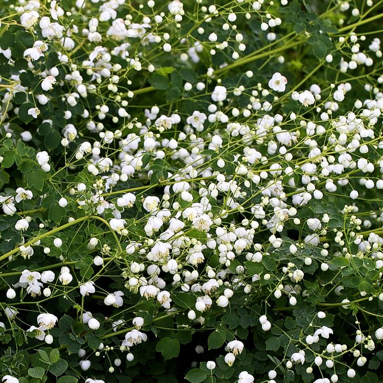 Chinesische Wiesenraute 'Splendide White' (Thalictrum delavayi)