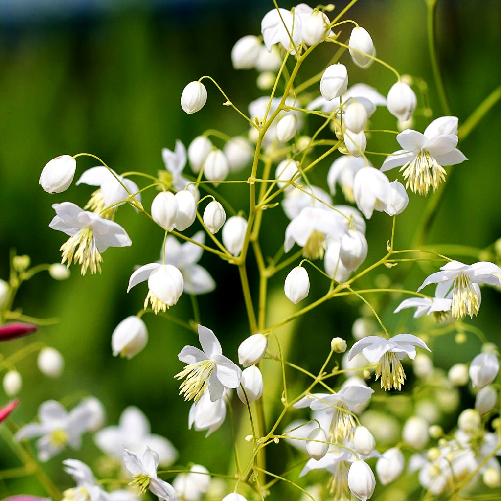 Chinesische Wiesenraute 'Splendide White' (Thalictrum delavayi)