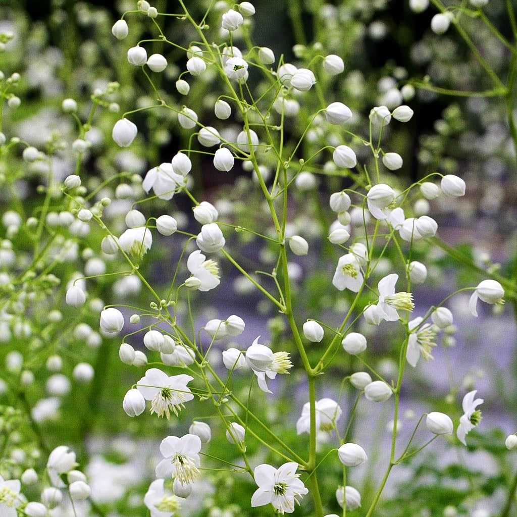 Chinesische Wiesenraute 'Splendide White' (Thalictrum delavayi)
