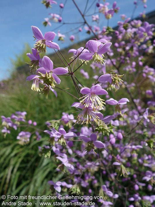 Chinesische Wiesenraute (Thalictrum delavayi)
