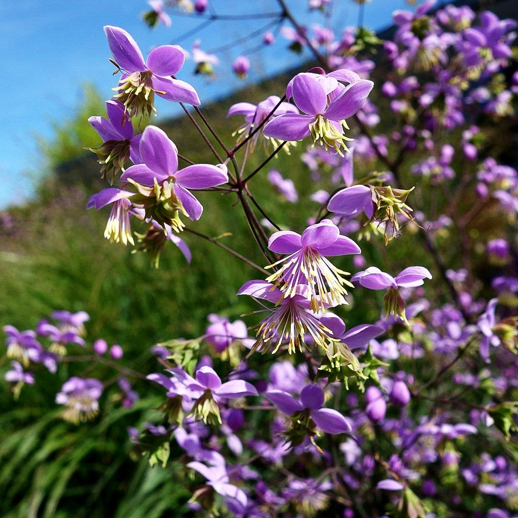 Chinesische Wiesenraute (Thalictrum delavayi)