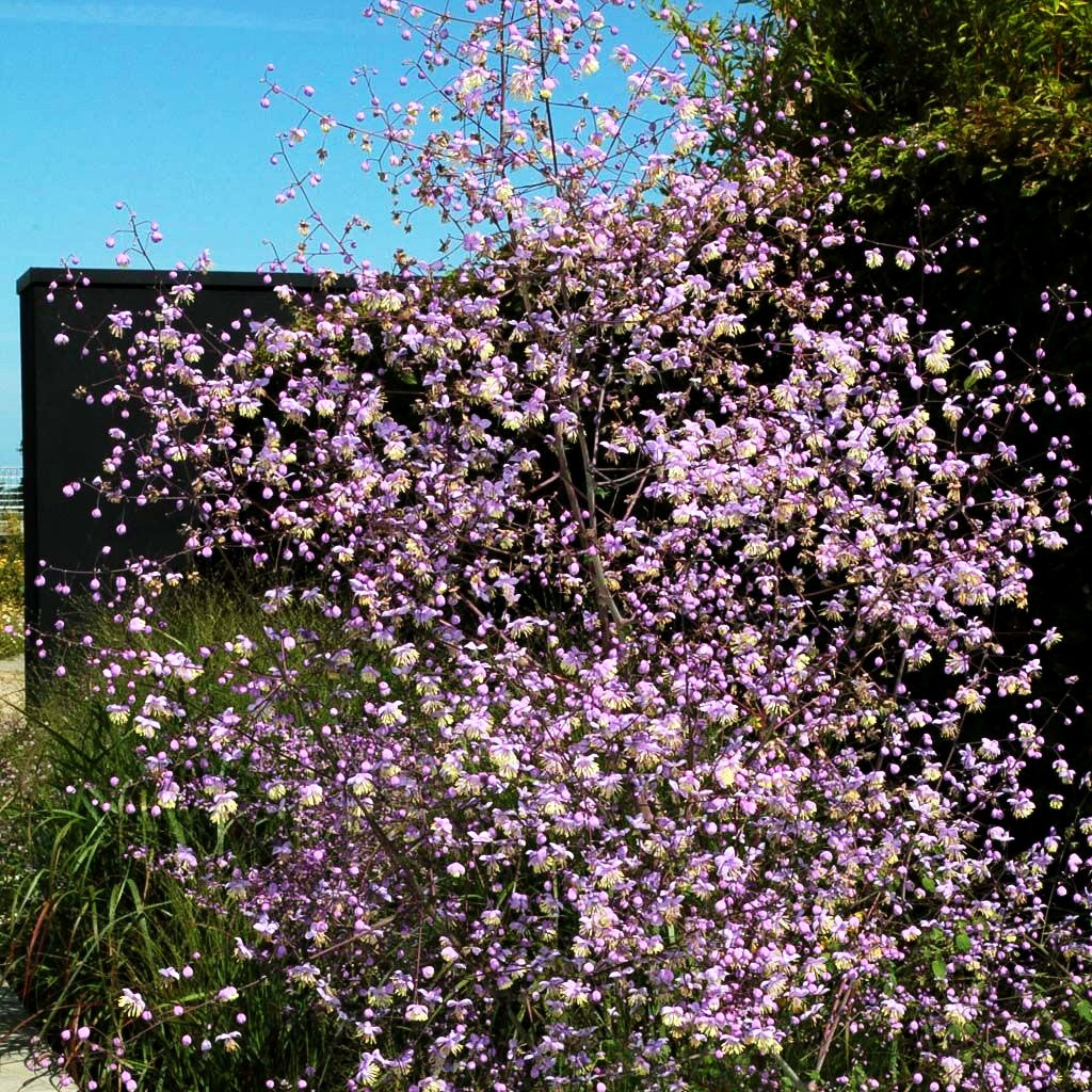 Chinesische Wiesenraute (Thalictrum delavayi)