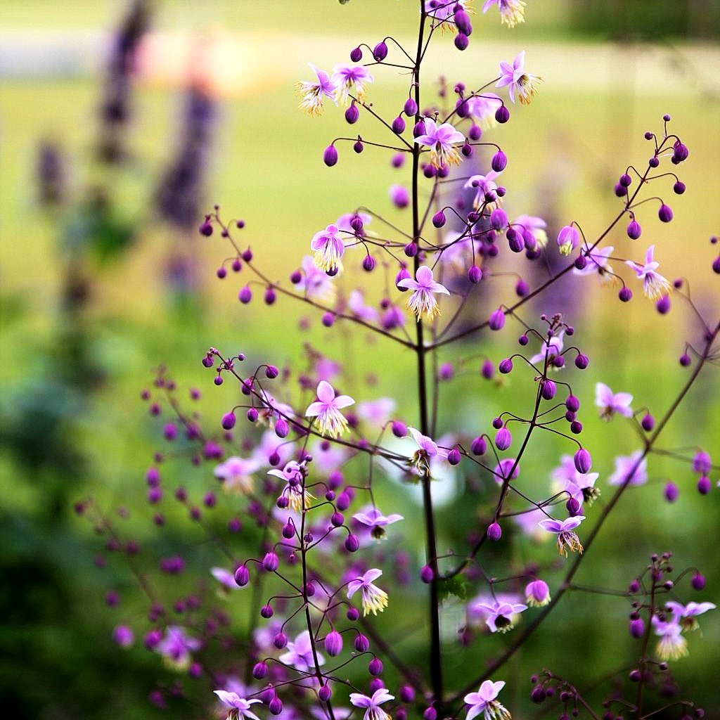 Chinesische Wiesenraute (Thalictrum delavayi)