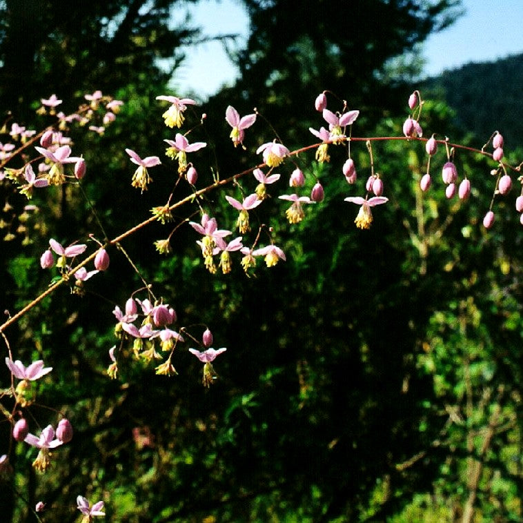 Chinesische Wiesenraute (Thalictrum delavayi)