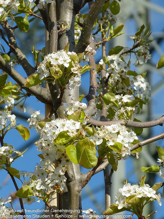 Chinesische Wild-Birne 'Chanticleer' (Pyrus calleryana)