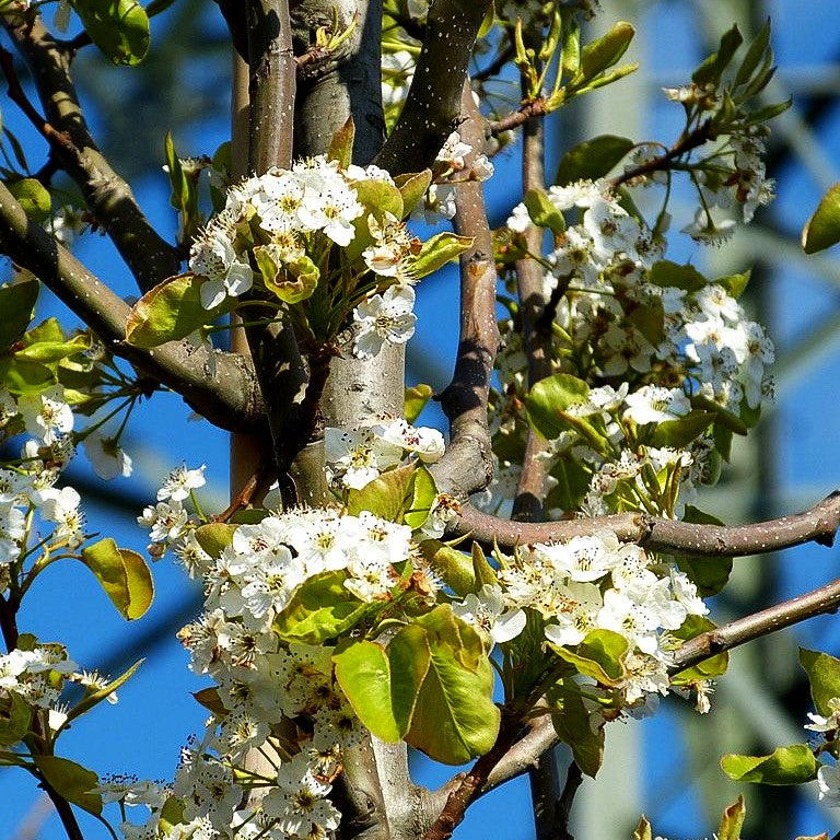 Chinesische Wild-Birne 'Chanticleer' (Pyrus calleryana)