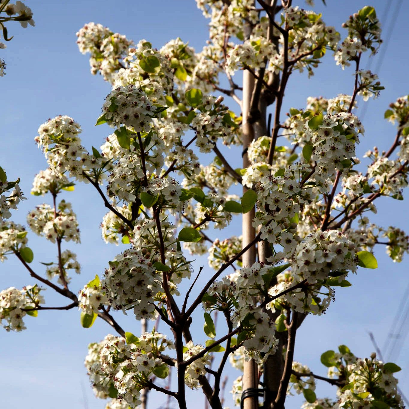 Chinesische Wild-Birne 'Chanticleer' (Pyrus calleryana)