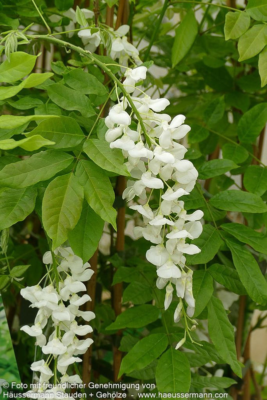 Chinesischer Blauregen 'Alba' (Wisteria sinensis)