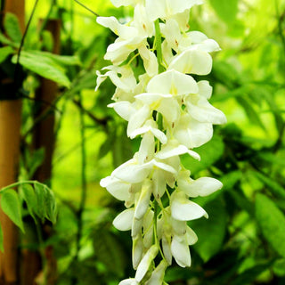 Chinesischer Blauregen 'Alba' (Wisteria sinensis)