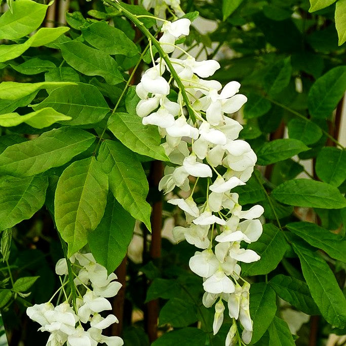 Chinesischer Blauregen 'Alba' (Wisteria sinensis)