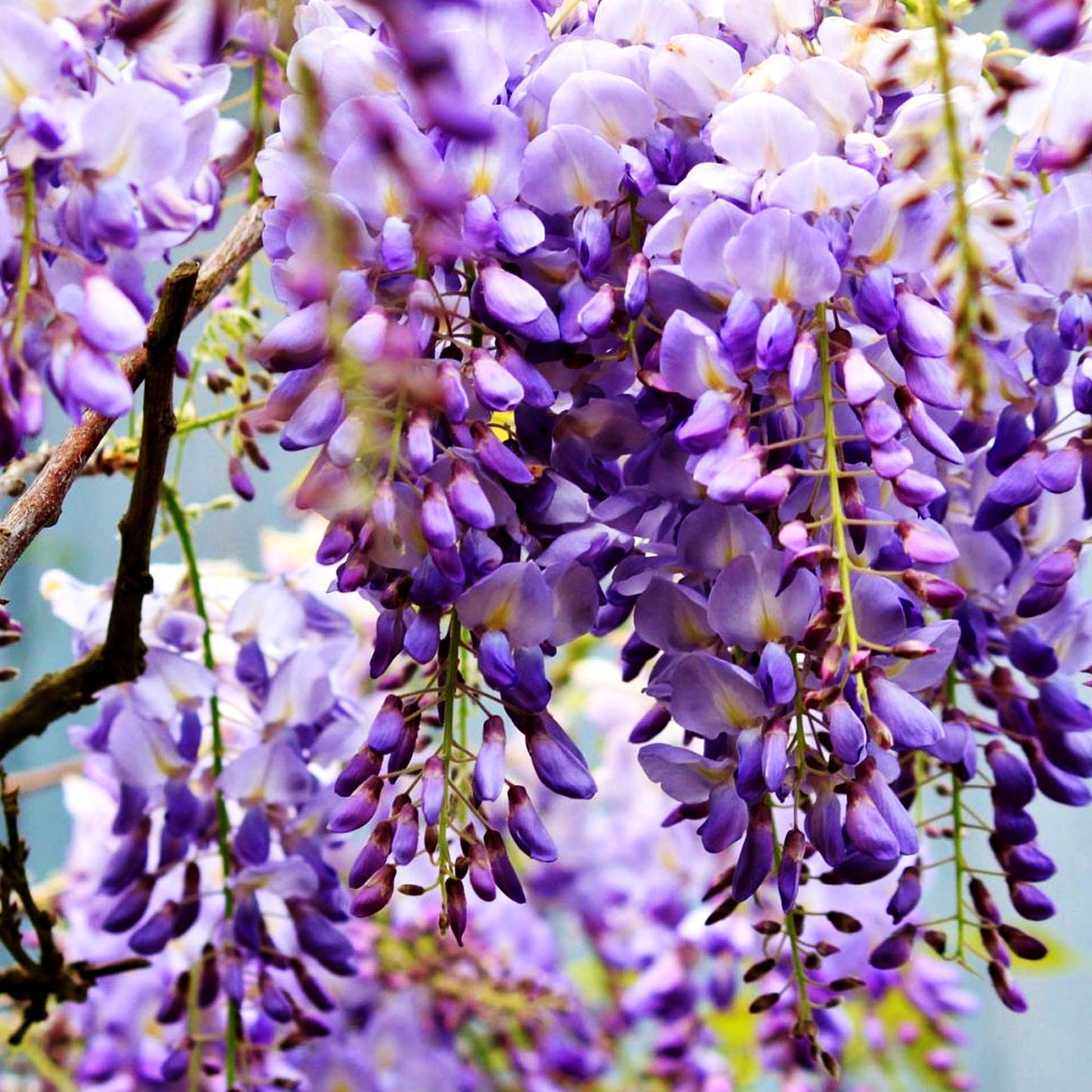 Chinesischer Blauregen 'Prolific' (Wisteria sinensis)