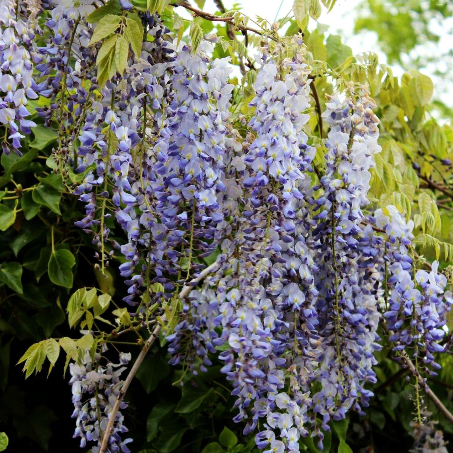 Chinesischer Blauregen (Wisteria sinensis)