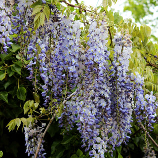Chinesischer Blauregen (Wisteria sinensis)