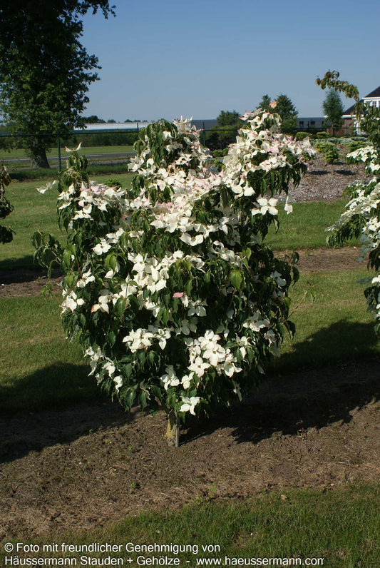 Chinesischer Blumen-Hartriegel 'Cherokee' (Cornus kousa)