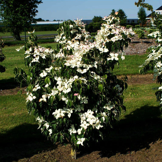 Chinesischer Blumen-Hartriegel 'Cherokee' (Cornus kousa)