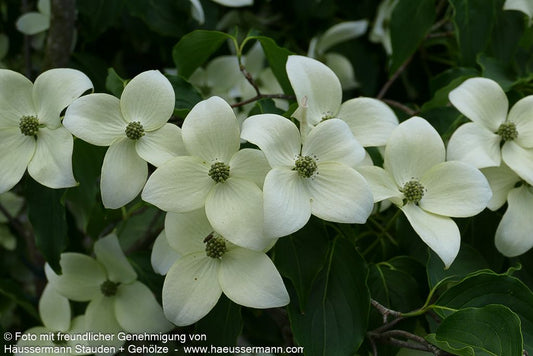 Chinesischer Blumen-Hartriegel 'China Girl' (Cornus kousa chinensis)