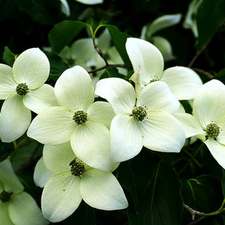 Chinesischer Blumen-Hartriegel 'China Girl' (Cornus kousa chinensis)