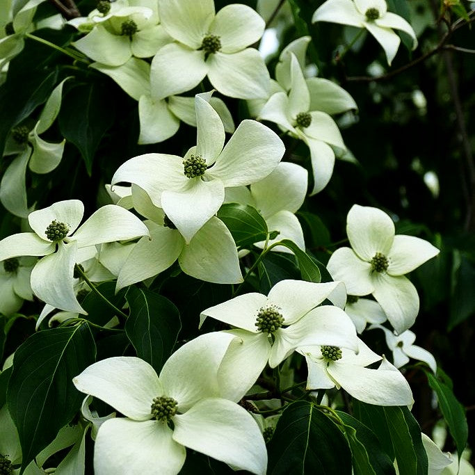Chinesischer Blumen-Hartriegel 'China Girl' (Cornus kousa chinensis)