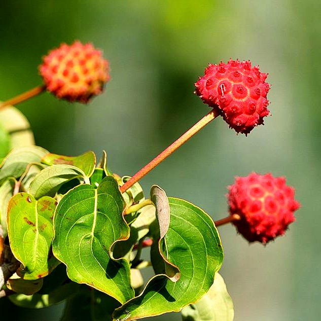 Chinesischer Blumen-Hartriegel 'China Girl' (Cornus kousa chinensis)