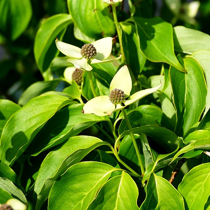 Chinesischer Blumen-Hartriegel 'China Girl' (Cornus kousa chinensis)