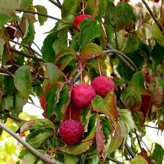 Chinesischer Blumen-Hartriegel (Cornus kousa chinensis)