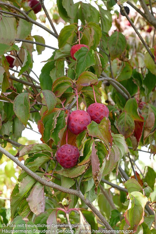 Chinesischer Blumen-Hartriegel (Cornus kousa chinensis)