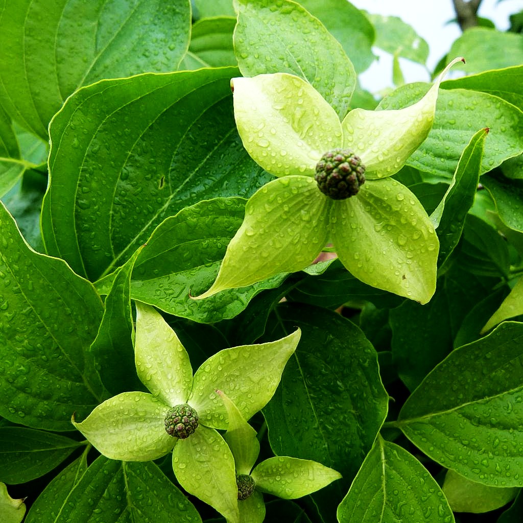 Chinesischer Blumen-Hartriegel (Cornus kousa chinensis)